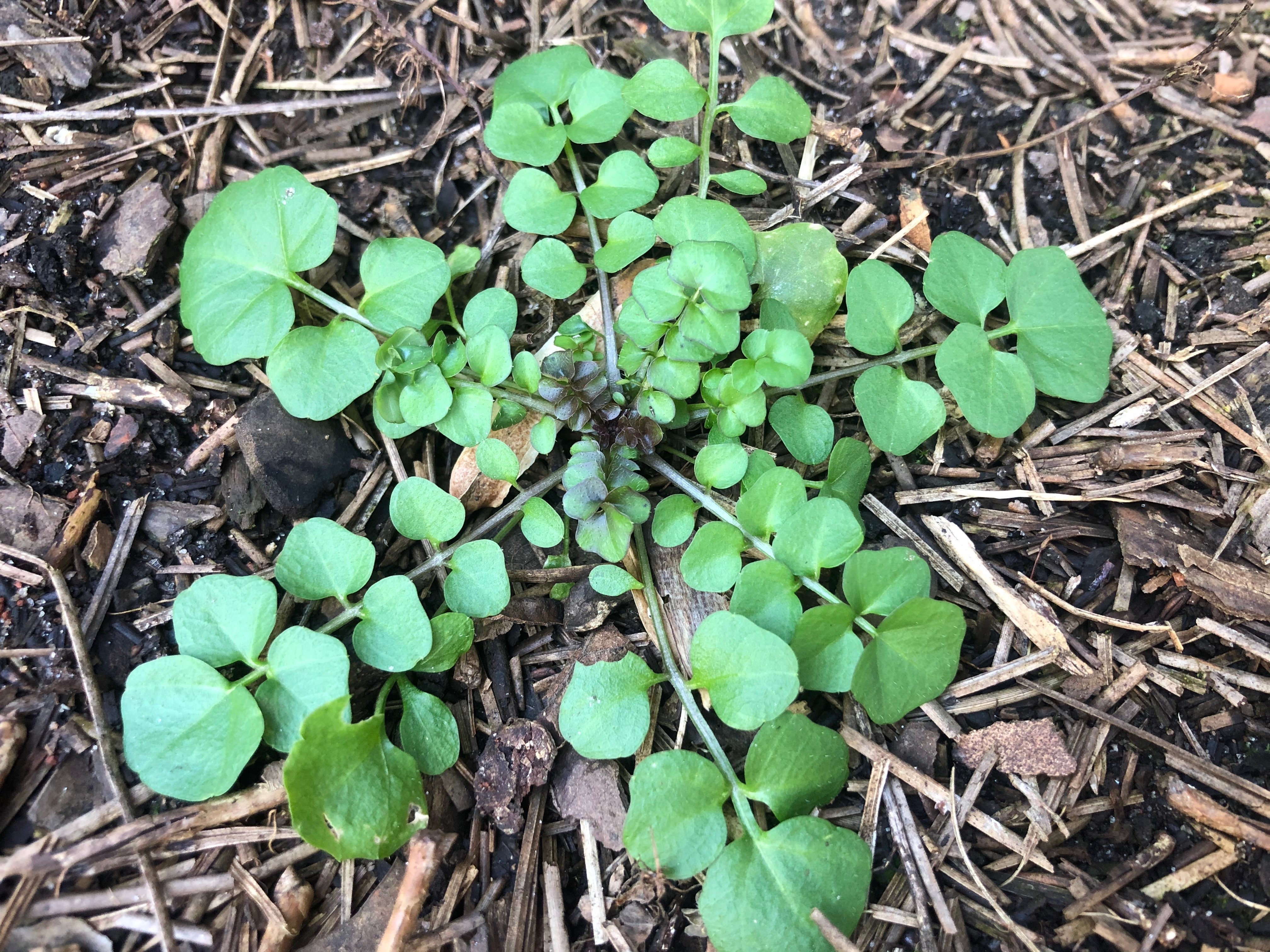 How to Get Rid of Hairy Bittercress Weeds