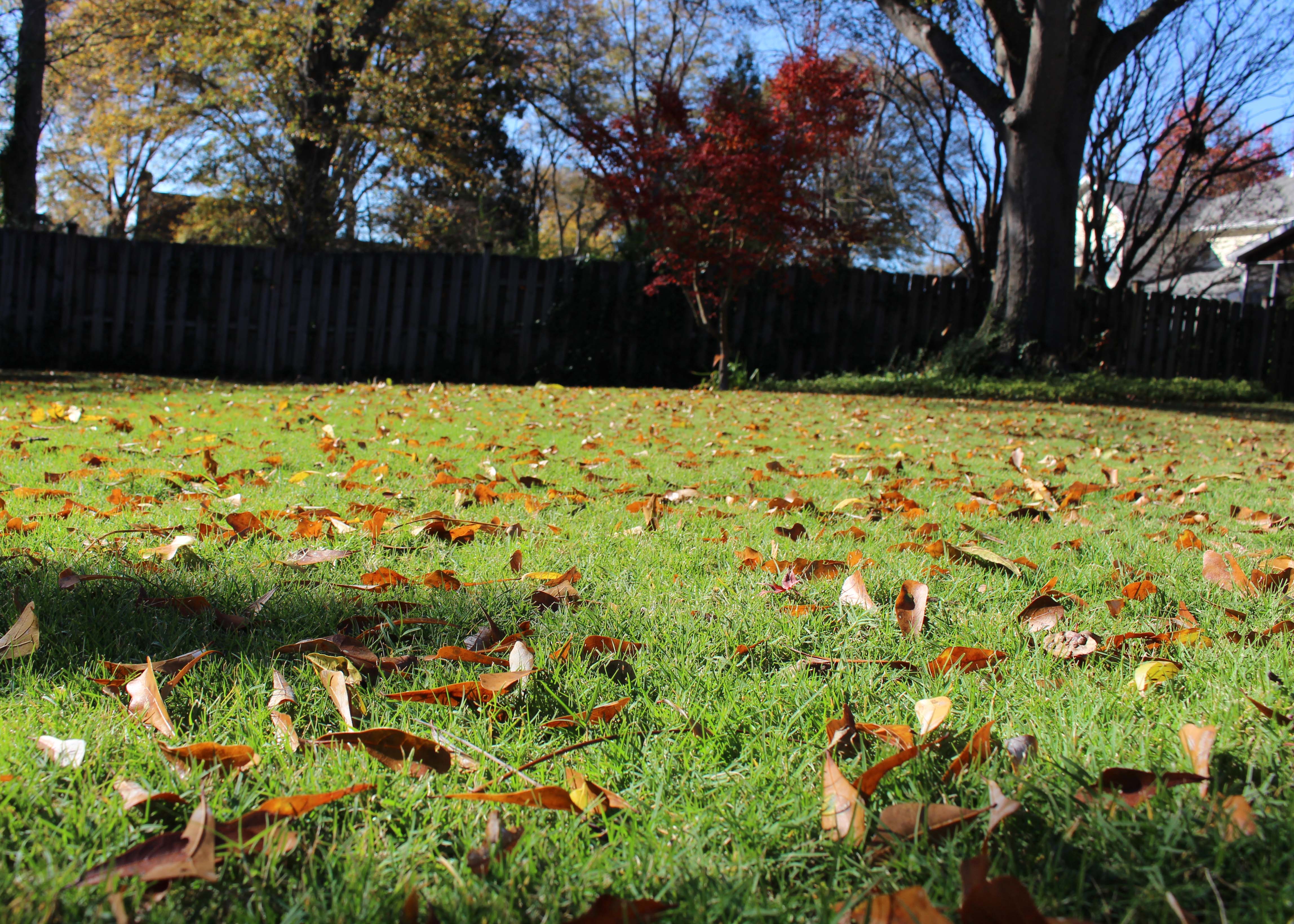 Why Is It Important to Rake Fall Leaves from the Lawn?