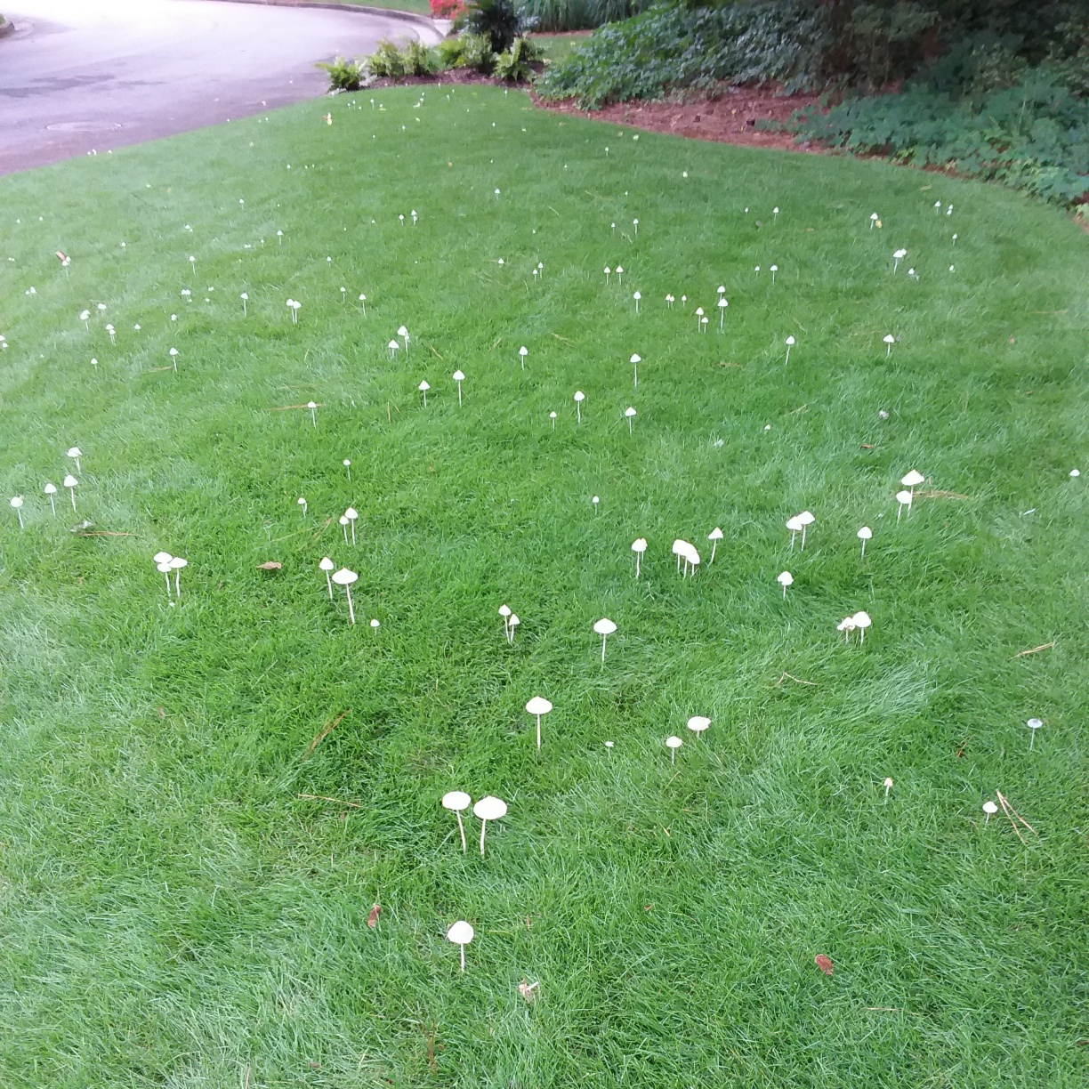 Mushrooms in the Lawn - Good or Bad?