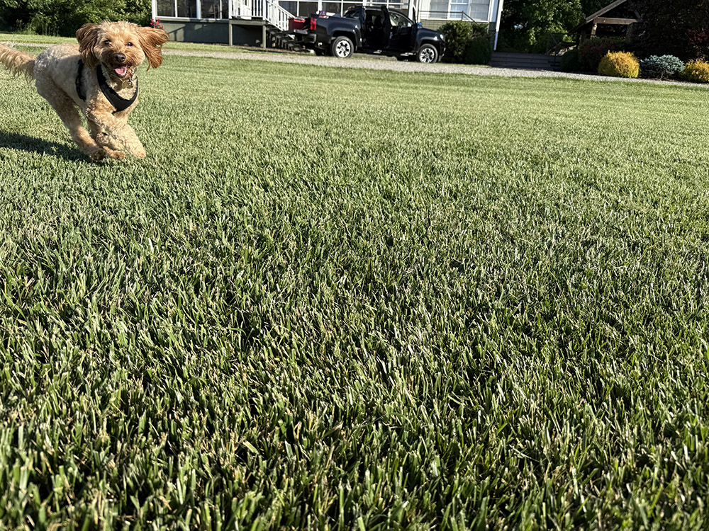 How to Weed a Brand New Lawn (Without Damaging New Grass)