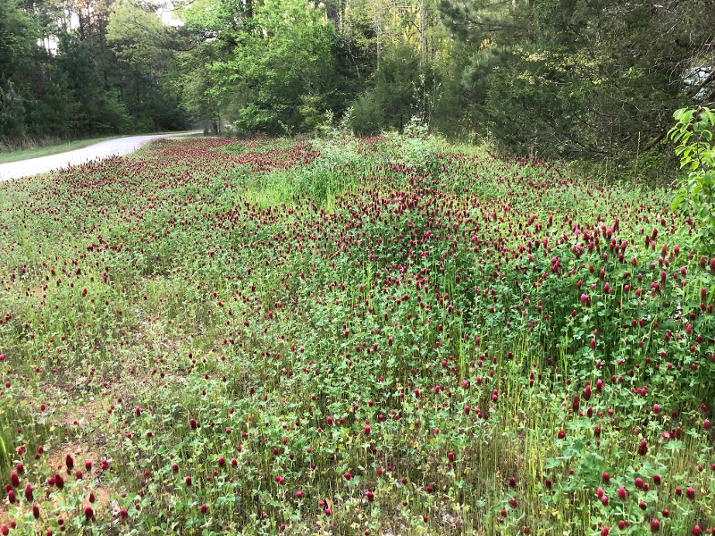 crimson clover-1