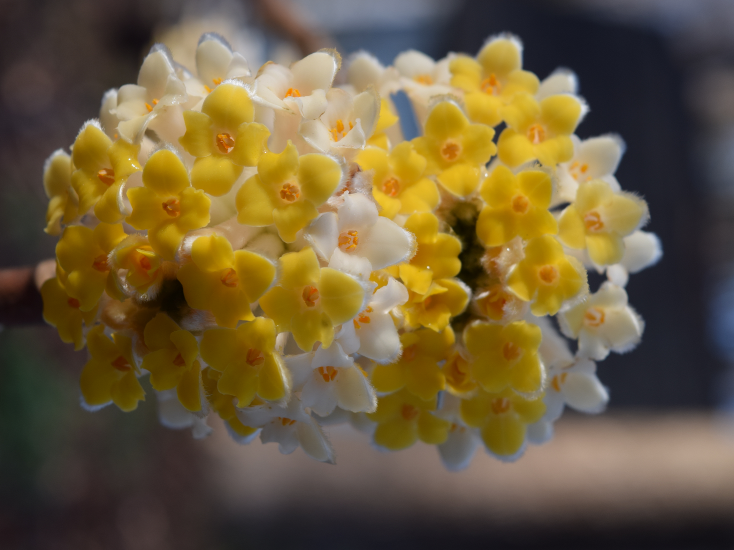 Winter_Edgeworthia chrysantha