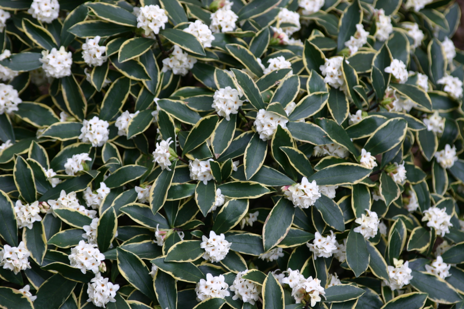 Winter_daphne odora