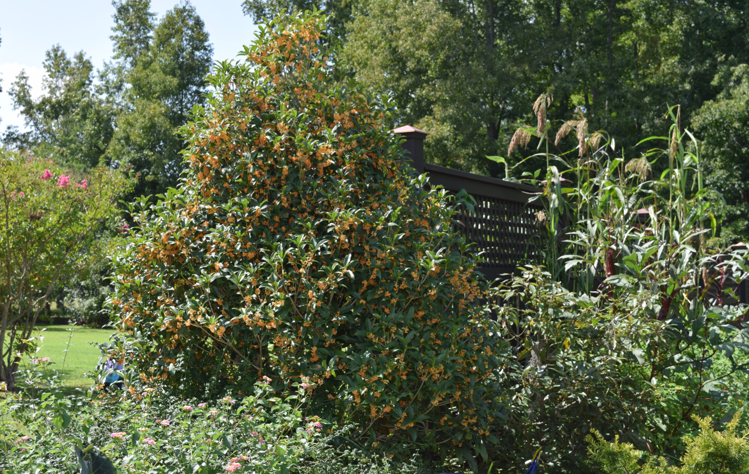 autumn_osmanthus_fragrans
