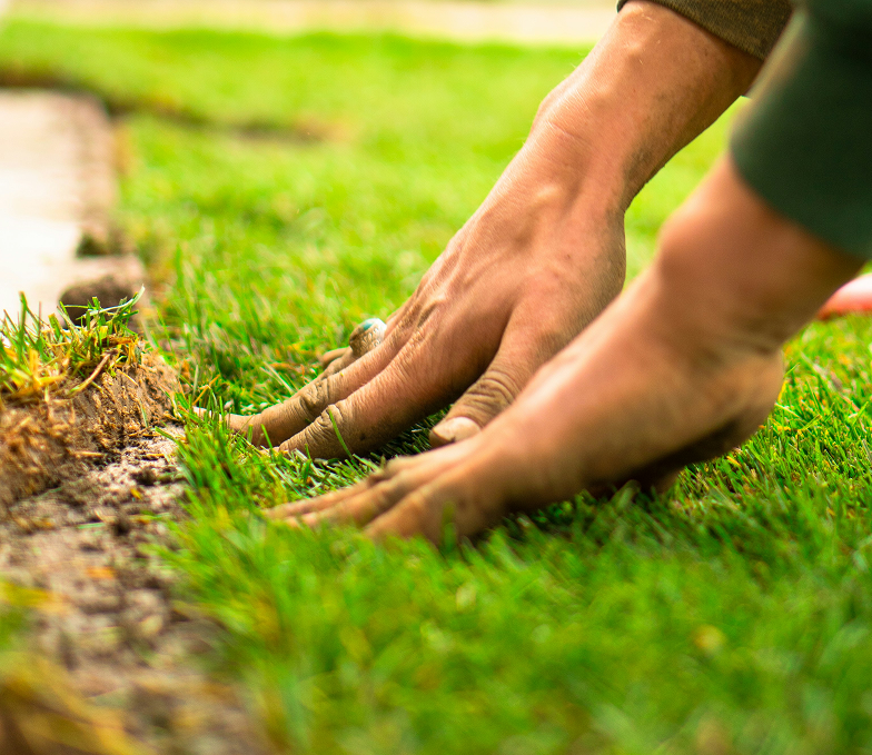 Benefits of Sod