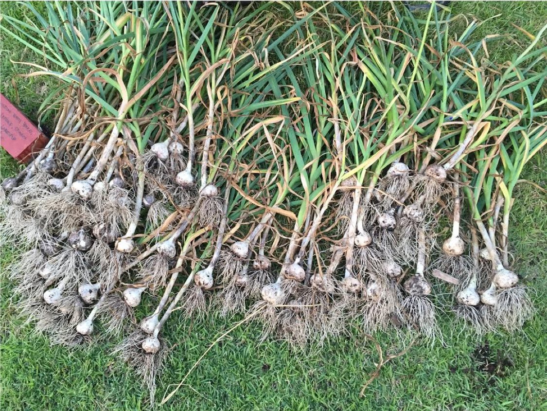 garlic deters voles