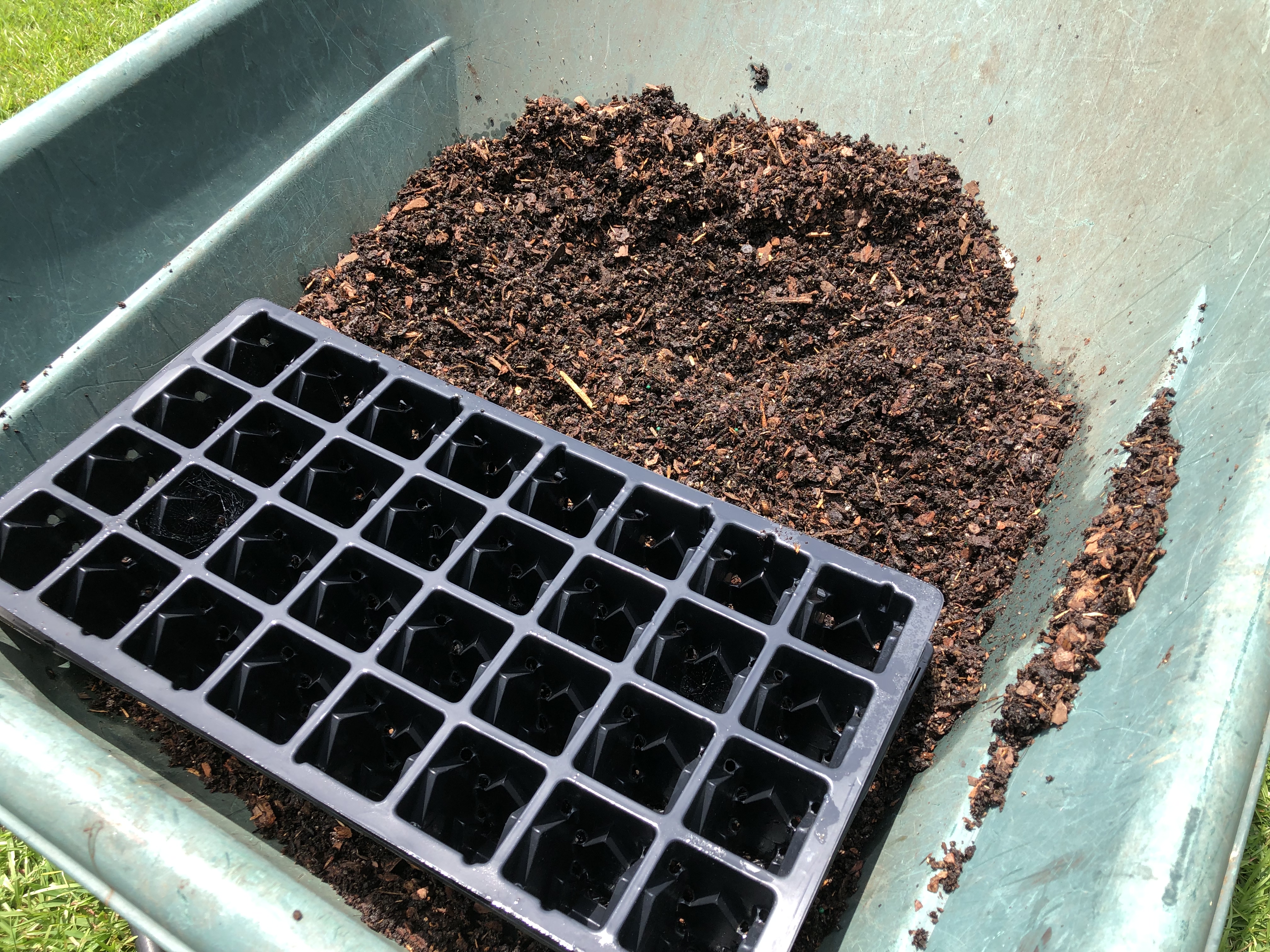 growing from seed