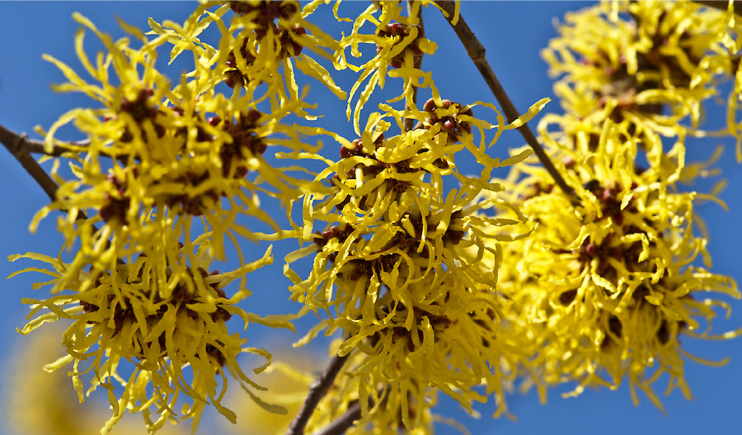 hamamelis diane