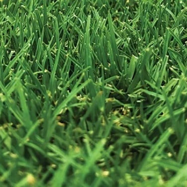 Bermuda Grass