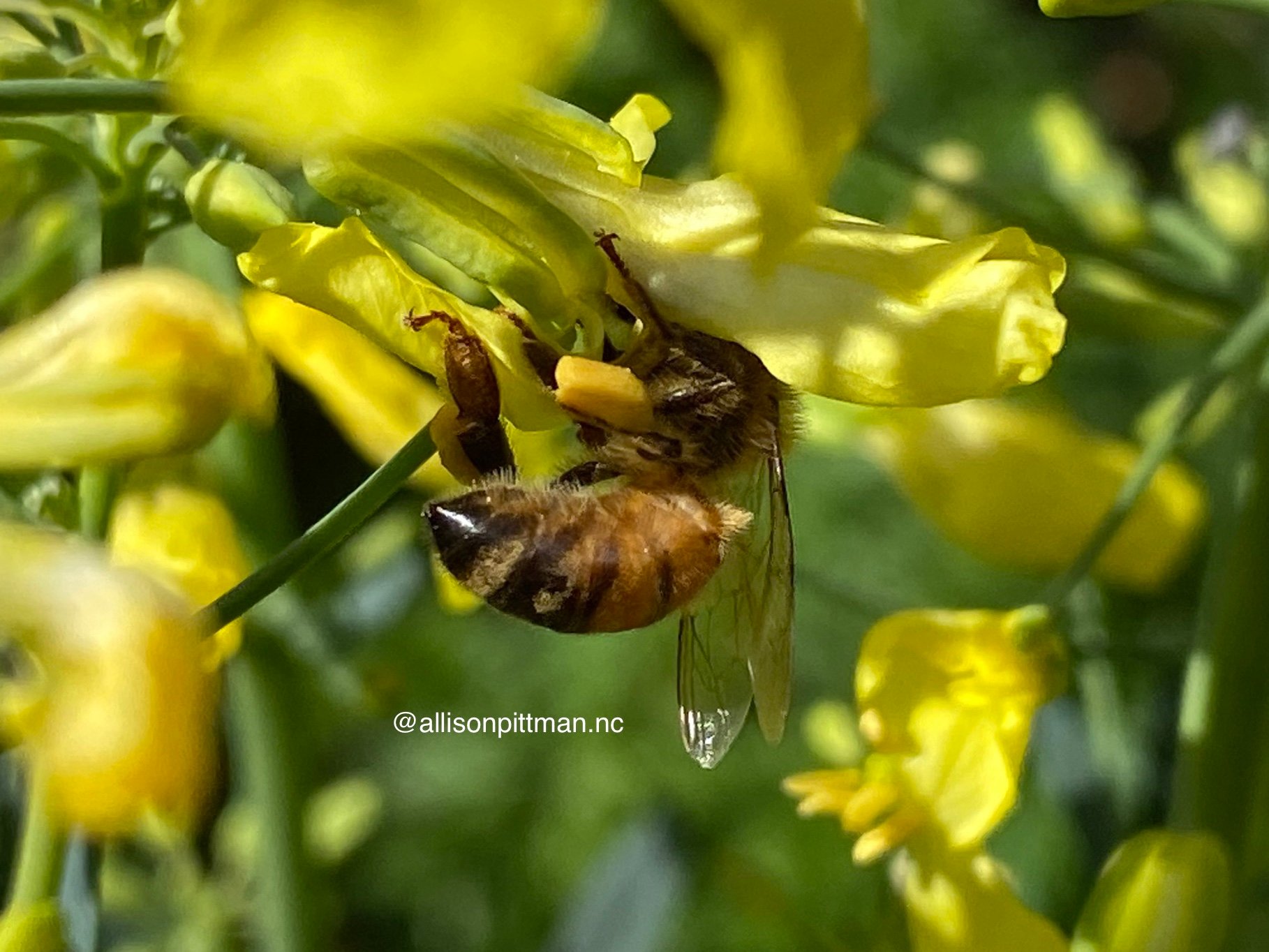 packing pollen basket with nectar and-or saliva which can account for 30 percent of weight