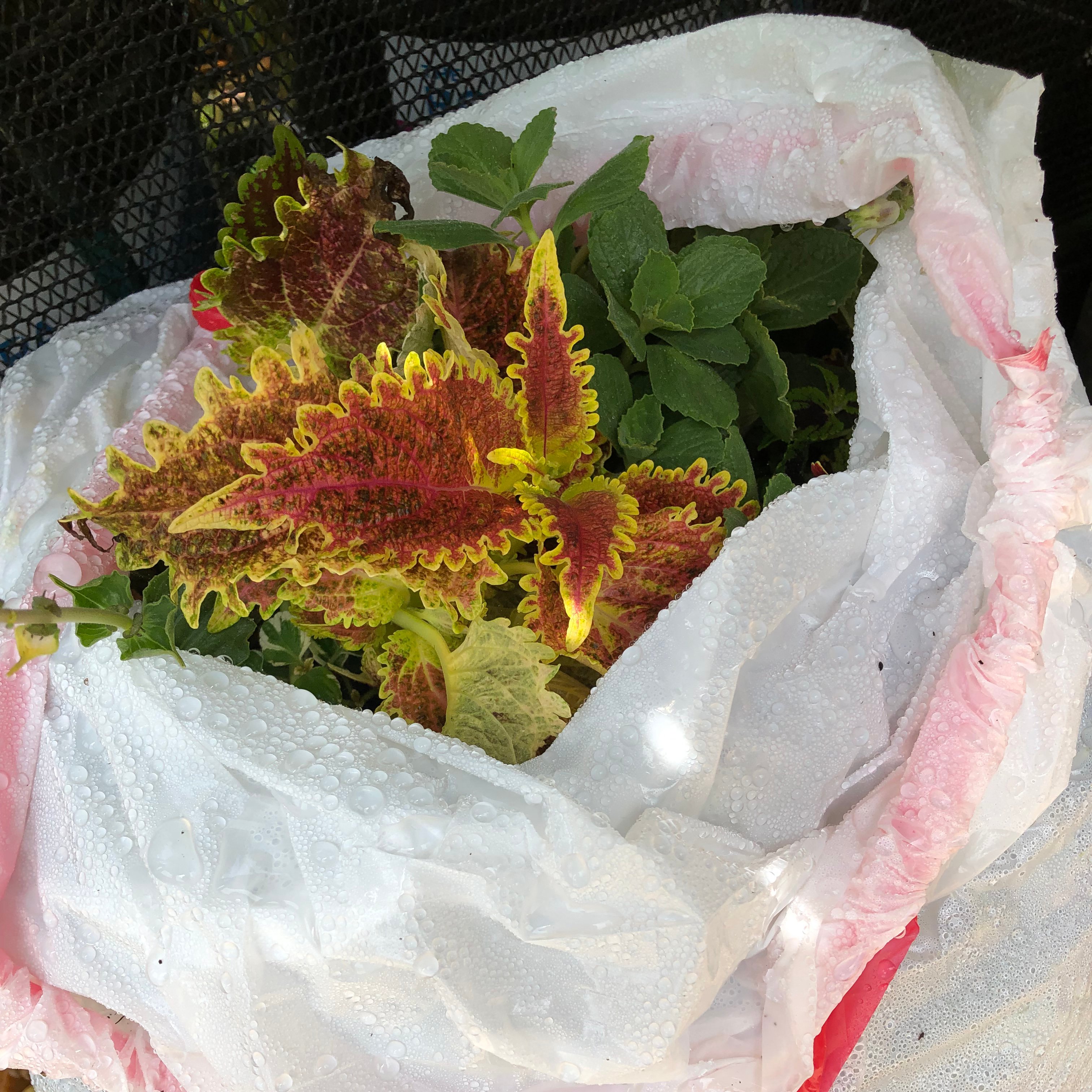 plantinbag