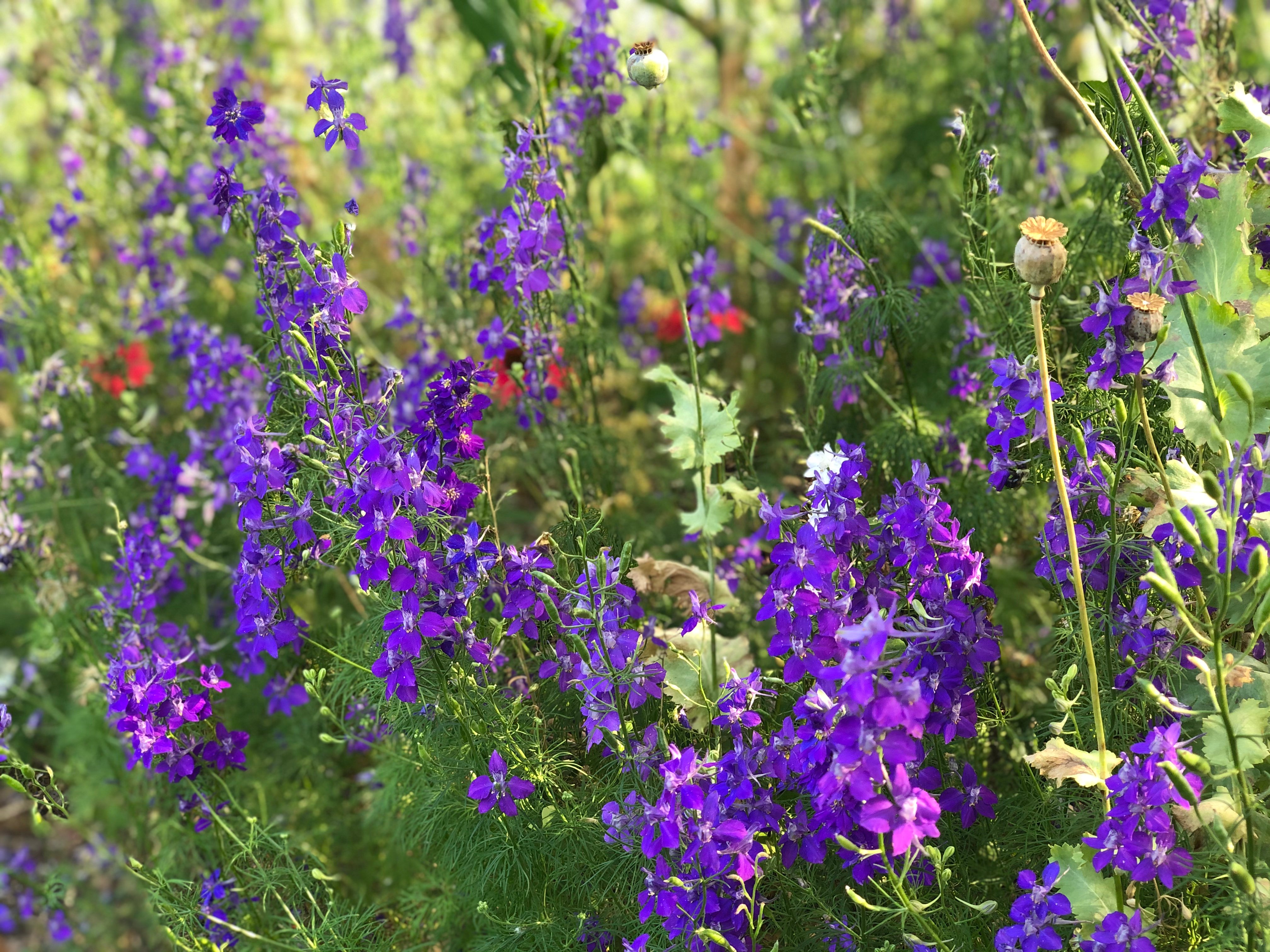 Larkspur