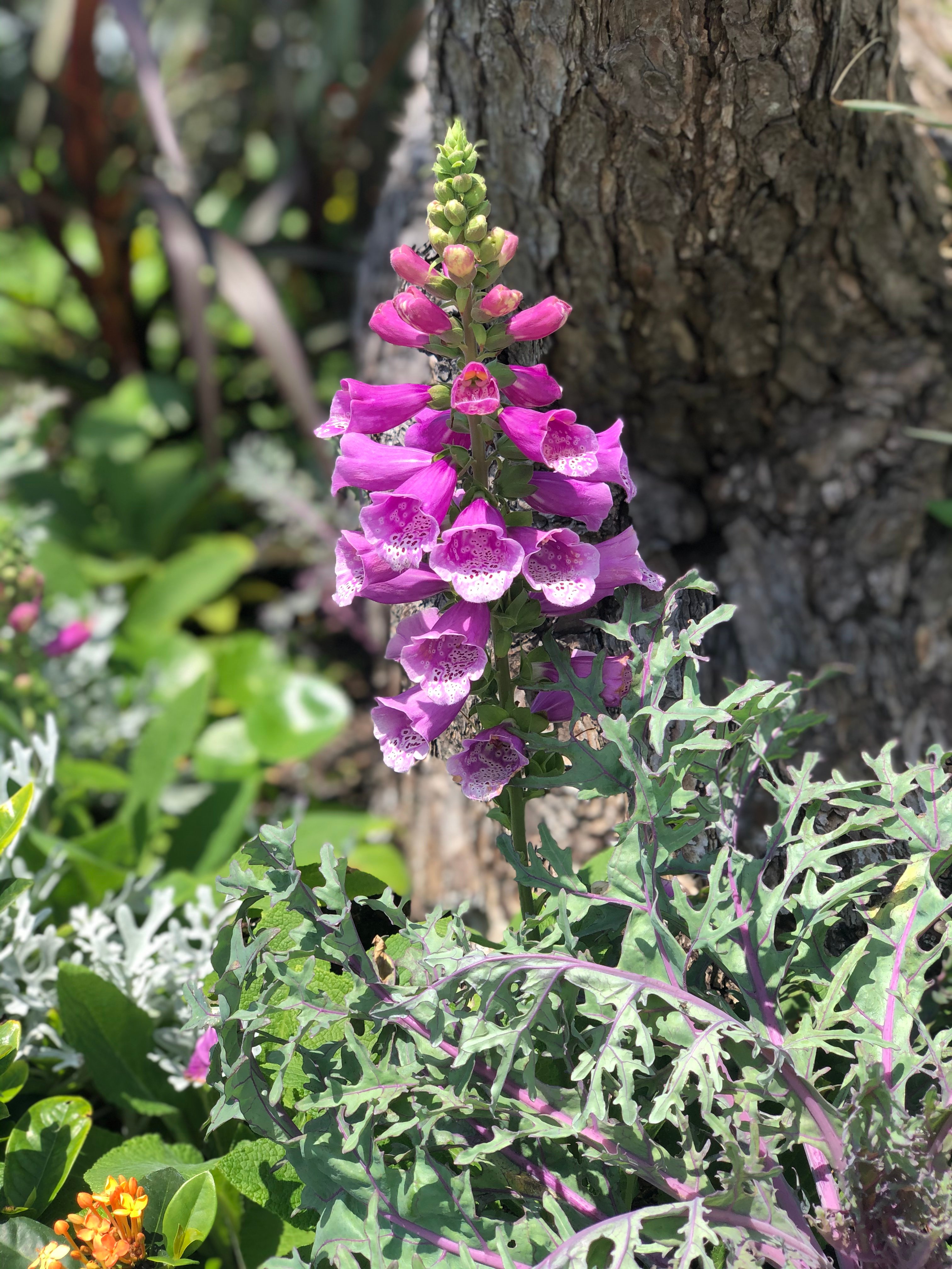 Foxglove