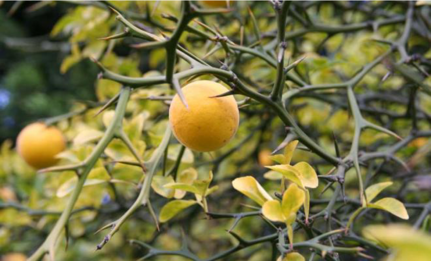 poncirus_trifoliata