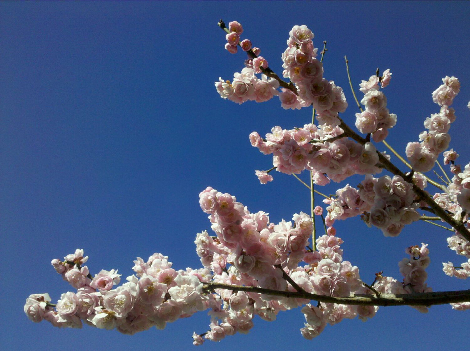 prunus mume kobai