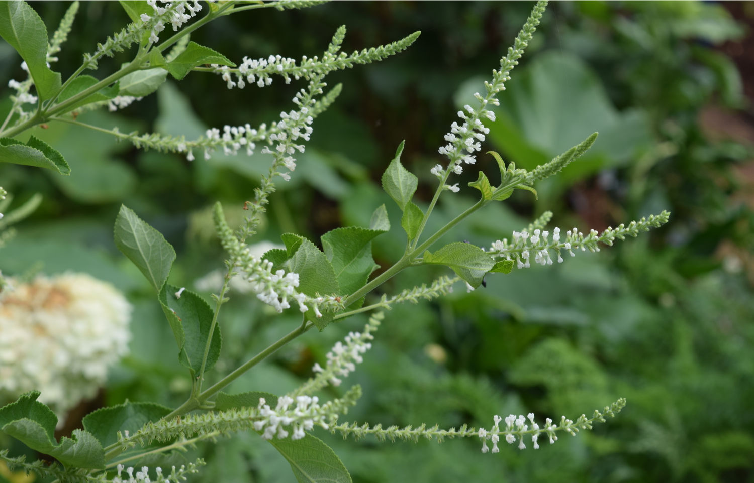 summer_Aloysia virgata 