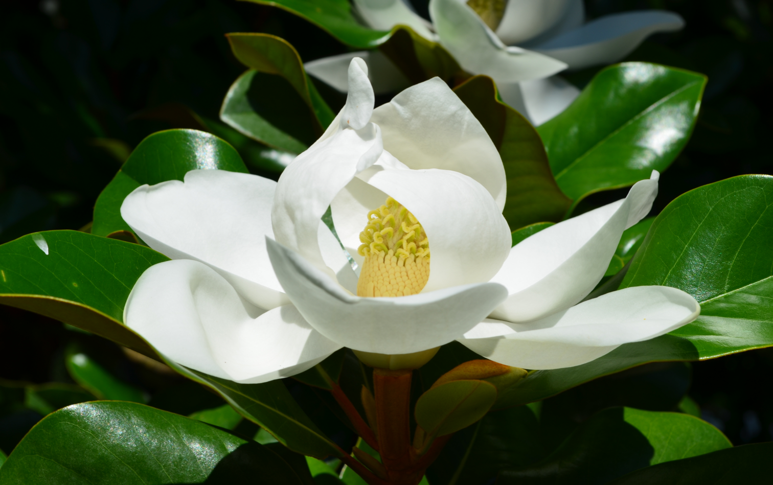 summer_magnolia_grandfloria