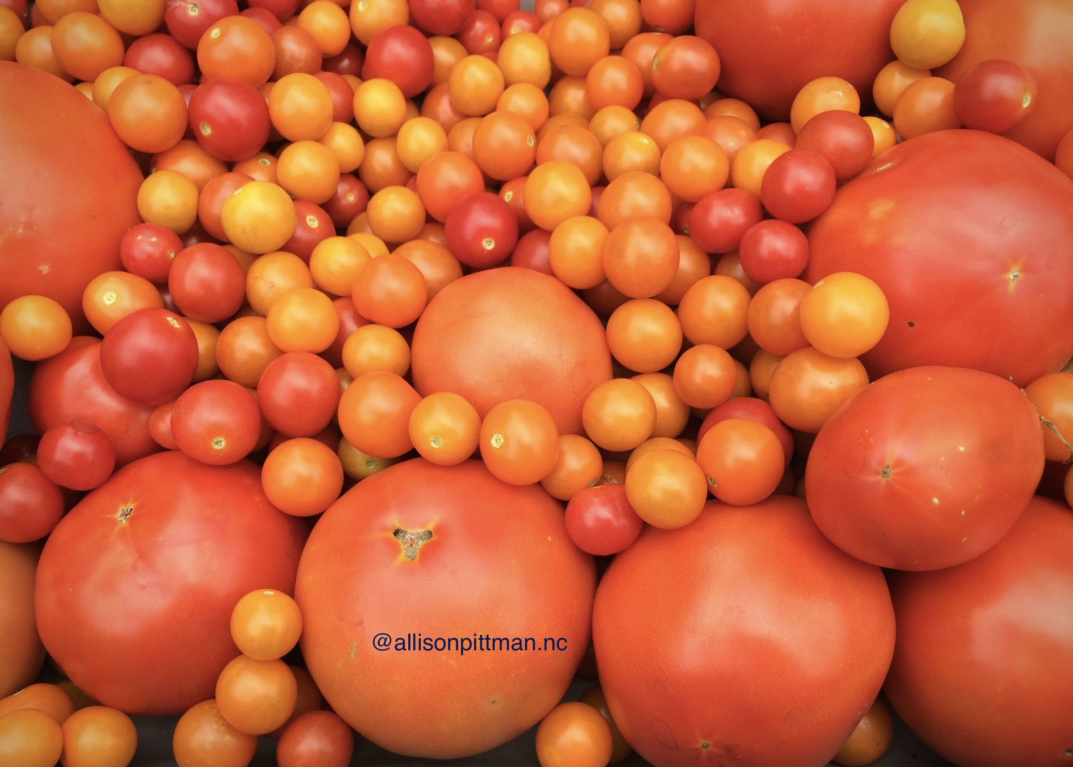 tomatoes