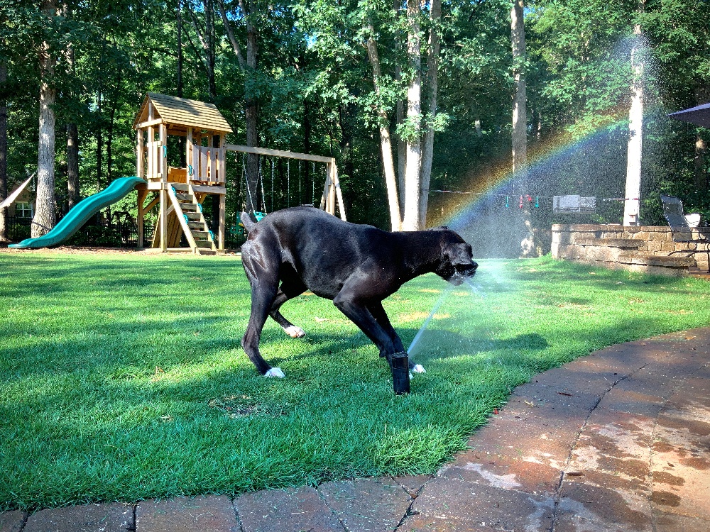 Phase 3: Watering Established Lawns