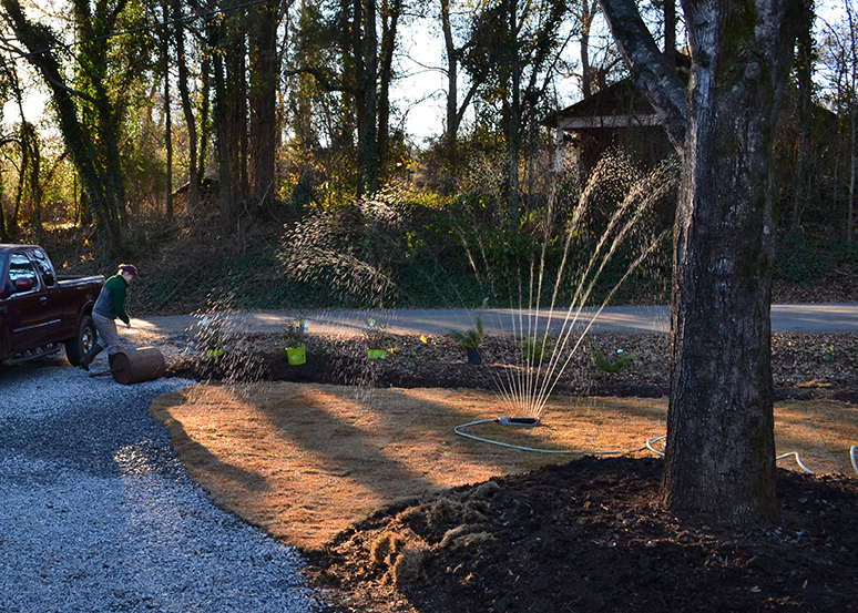 Does New Dormant Sod Need Water?