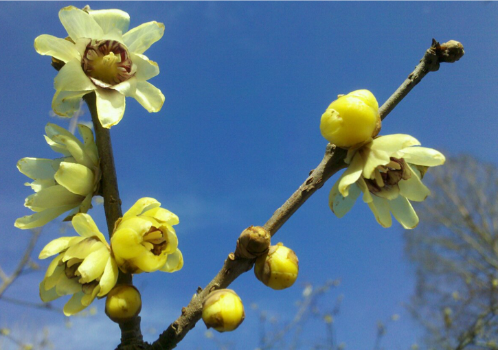 winter_chimonathus_praecox